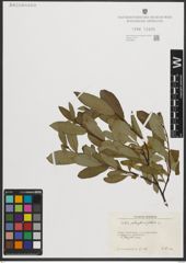 Foto von Salix phylicifolia L.